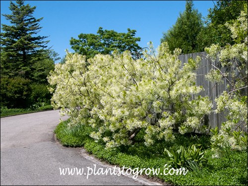 White Fringe Tree (Chionanthus virginicus) 
These plants were stunning when in full bloom in early May.